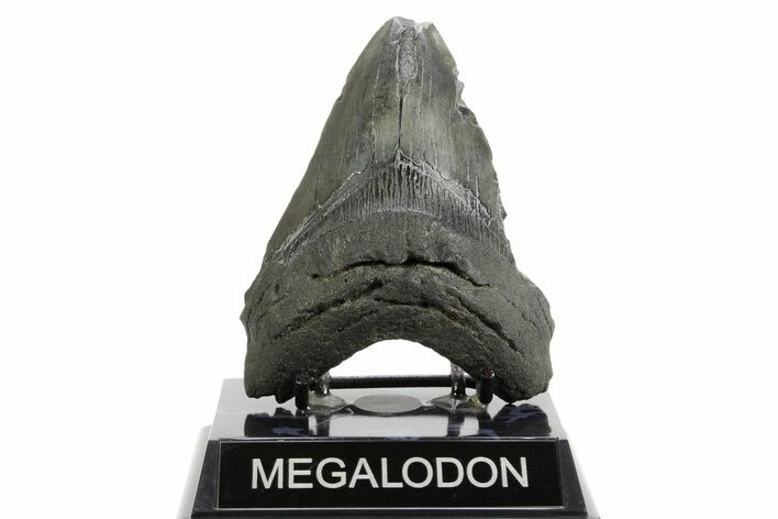 Fossil Megalodon Tooth - South Carolina #362433